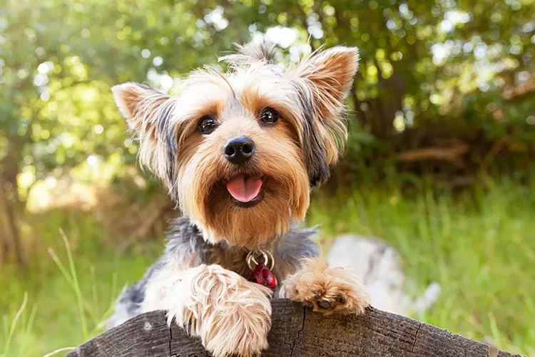 happy-yorkie